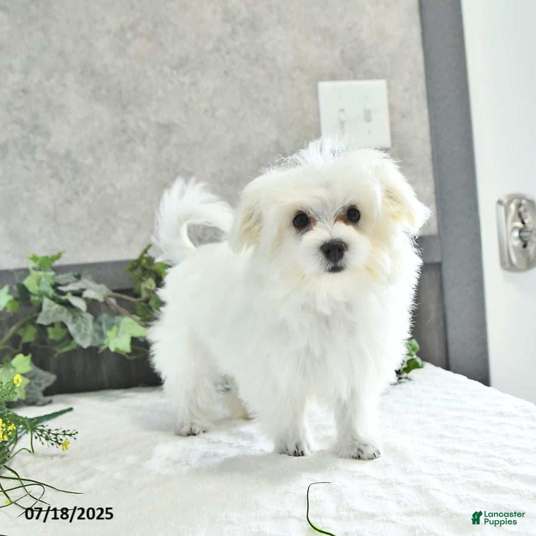 Maltese dogs for sale: Theo - Image 5