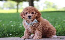 Cavapoo dogs for sale: Robin - Image 2
