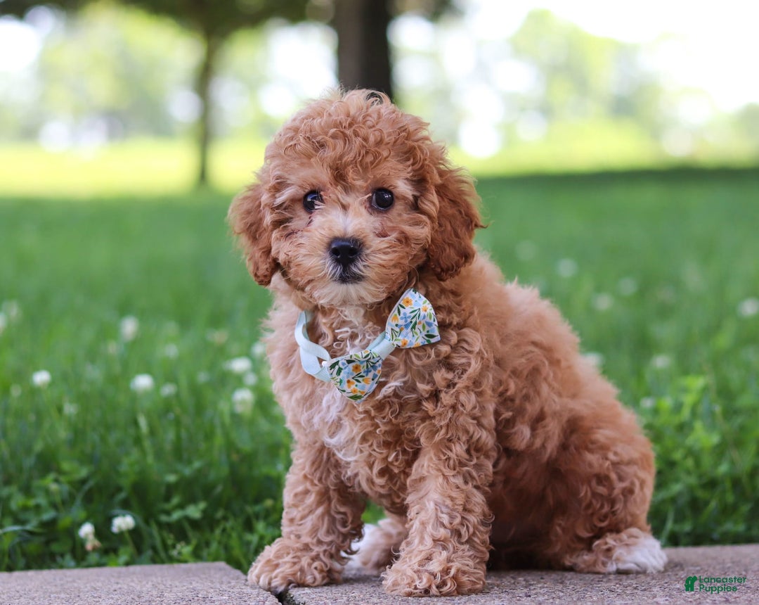 Cavapoo dogs for sale: Robin - Image 2