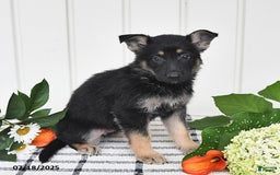 German Shepherd dogs for sale: Tina - Image 4