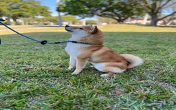 Shiba Inu dogs for sale: Zoro - Image 2