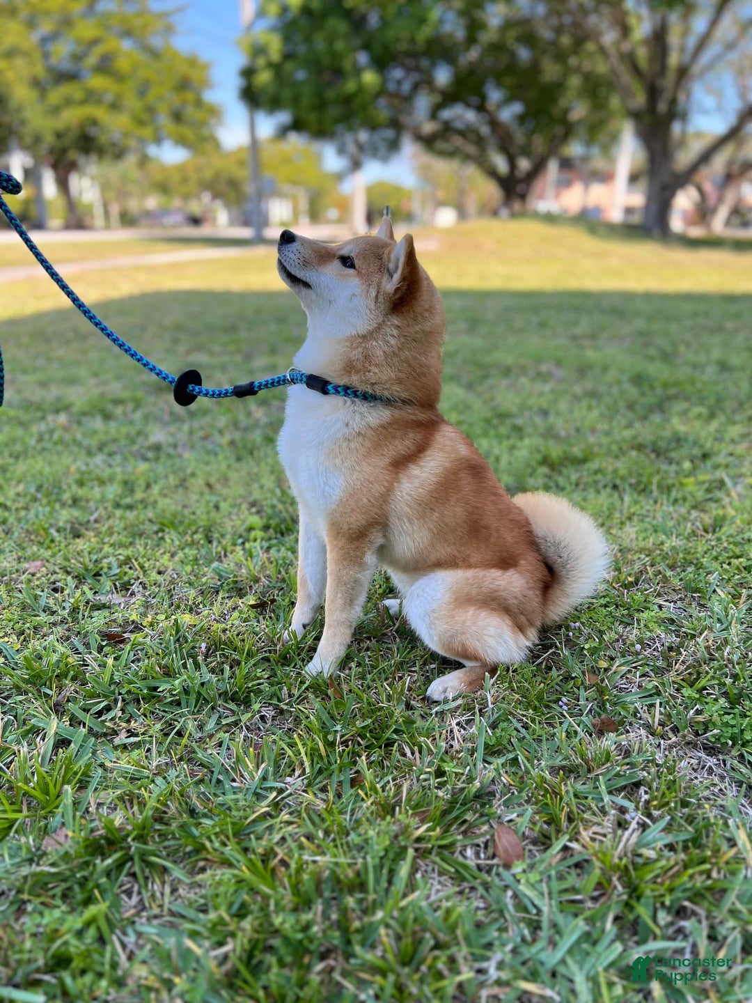 Shiba Inu dogs for sale: Zoro - Image 2