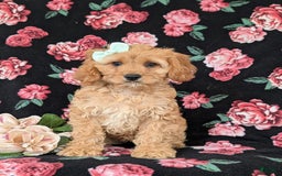 Cockapoo dogs for sale: Dora - Image 3