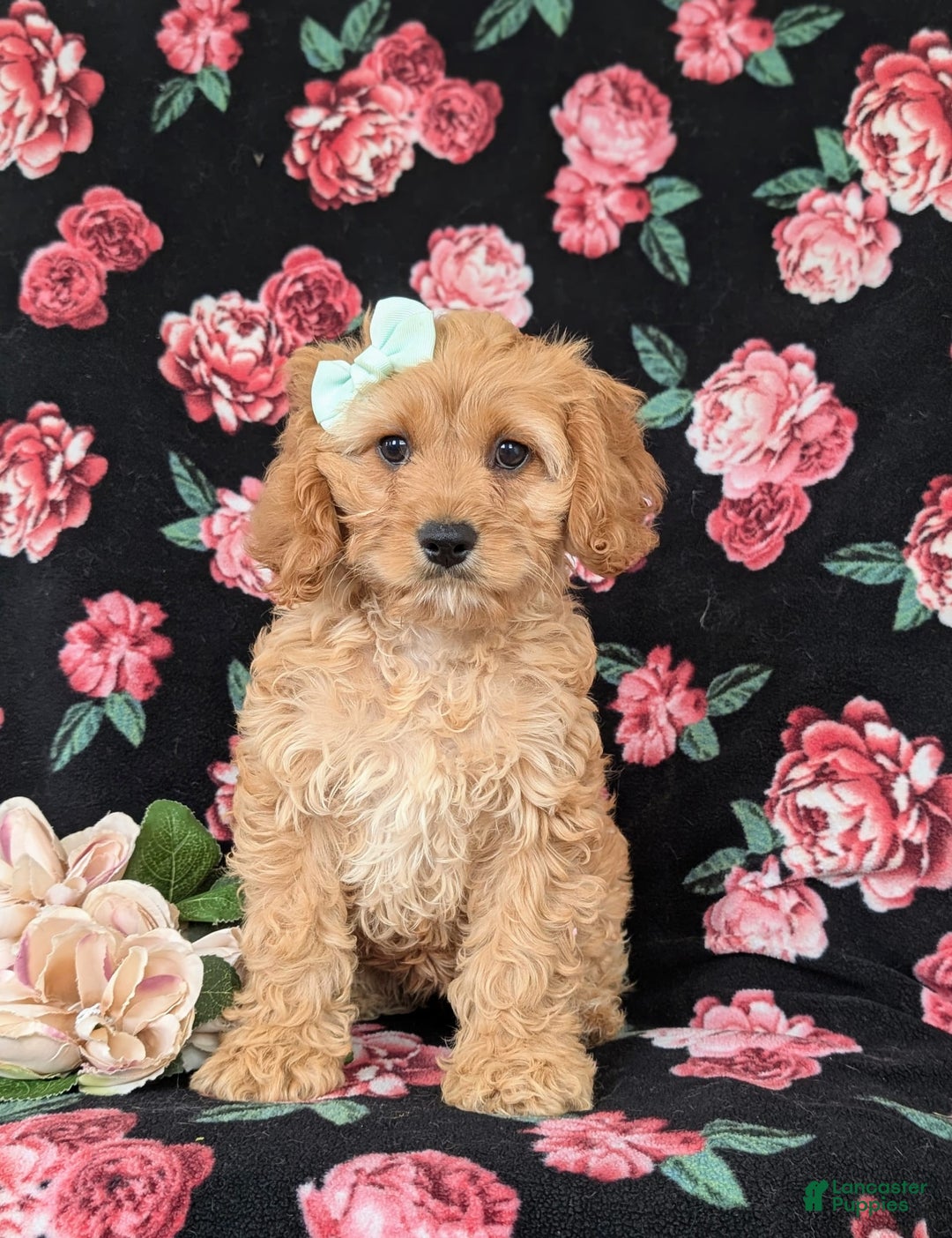 Cockapoo dogs for sale: Dora - Image 3