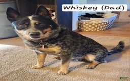 Catahoula Leopard Dog dogs for sale: Zealand - Image 9