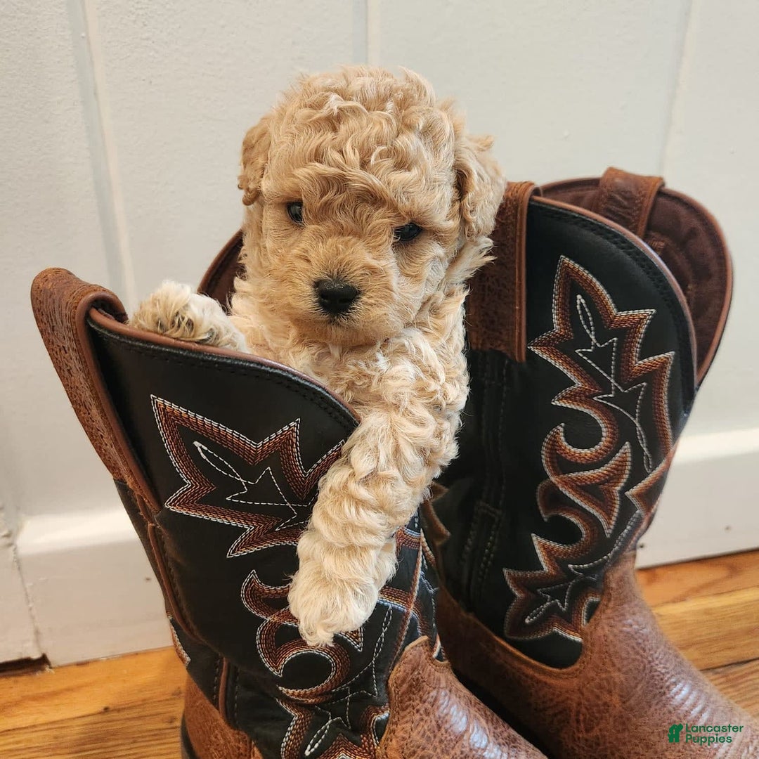 Maltipoo dogs for sale: Teddy - Image 6