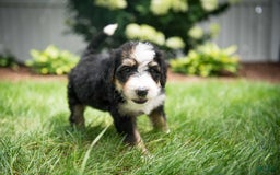 Bernedoodle dogs for sale: Bubbles - Image 11