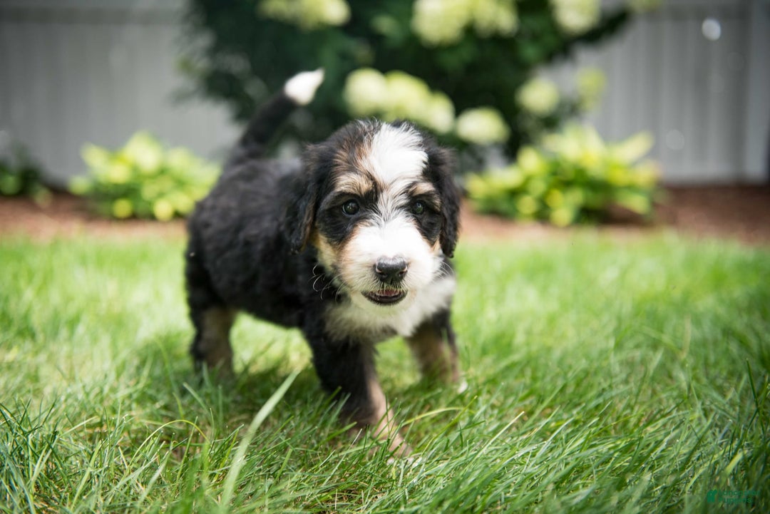 Bernedoodle dogs for sale: Bubbles - Image 11