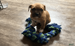 American Pit Bull Terrier dogs for sale: Spice - Image 9