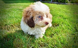 Havapoo dogs for sale: Gabby - Image 14