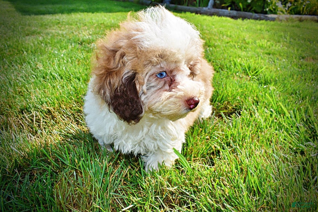 Havapoo dogs for sale: Gabby - Image 14