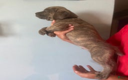Cane Corso dogs for sale: Black Collar - Image 2