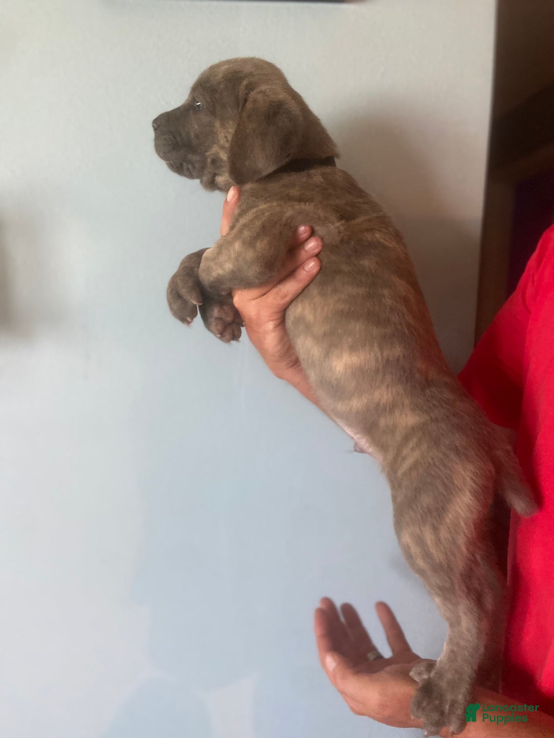 Cane Corso dogs for sale: Black Collar - Image 2