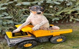 Rat Terrier dogs for sale: Stetson - Image 8