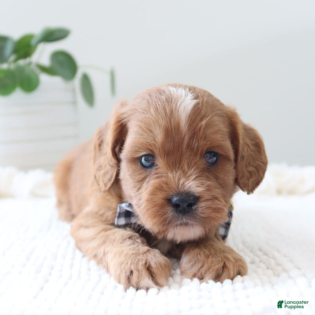 Cavapoo dogs for sale: Forest - Image 3
