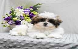 Shihpoo dogs for sale: Moose - Image 2
