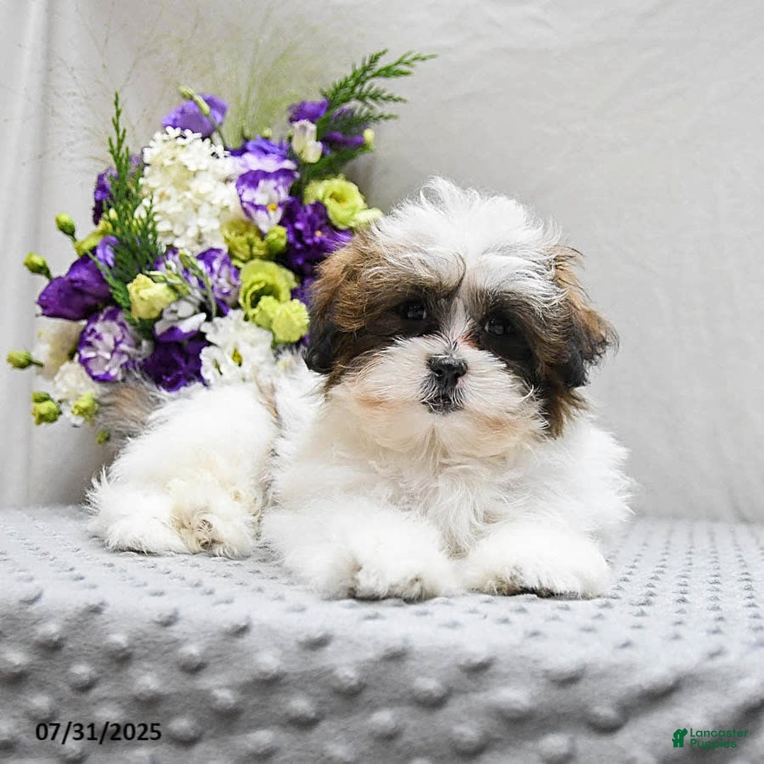 Shihpoo dogs for sale: Moose - Image 2