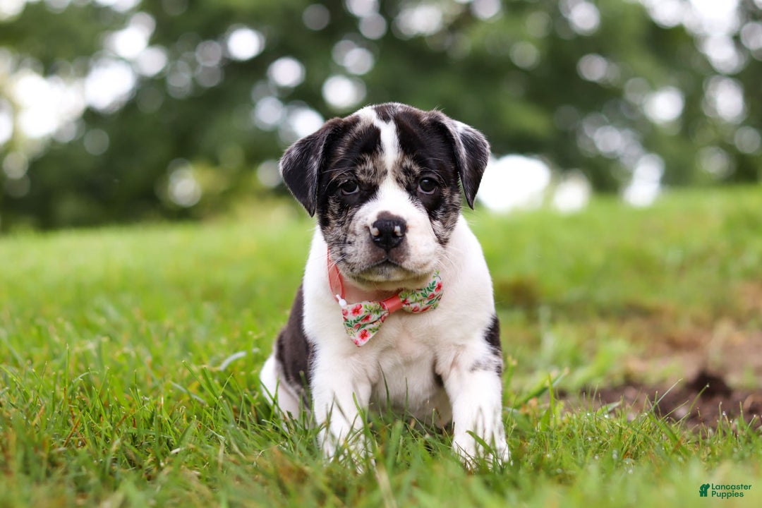 Beabull dogs for sale: Carrie - Image 6
