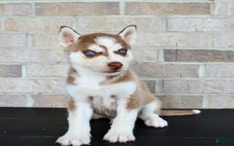 Siberian Husky dogs for sale: Ace - Image 5
