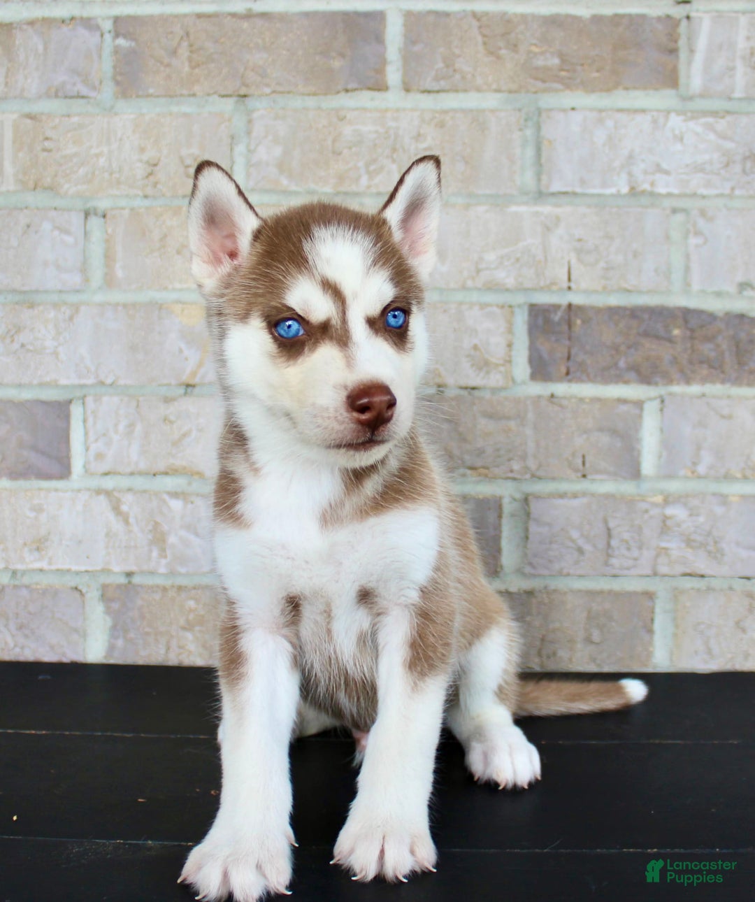 Siberian Husky dogs for sale: Ace - Image 5
