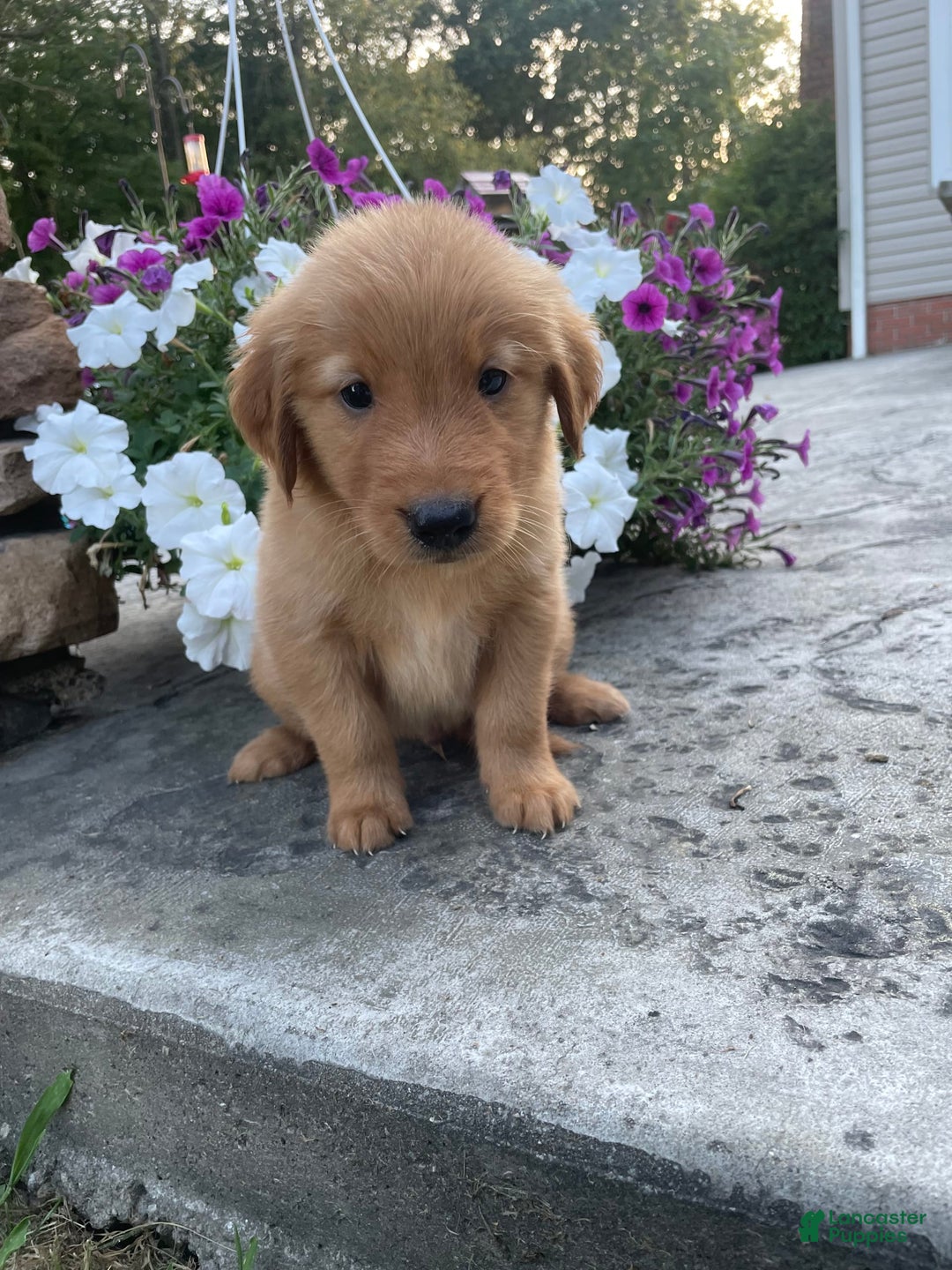 Golden Retriever dogs for sale: King - Image 2