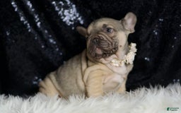 French Bulldog dogs for sale: Almond - Image 6