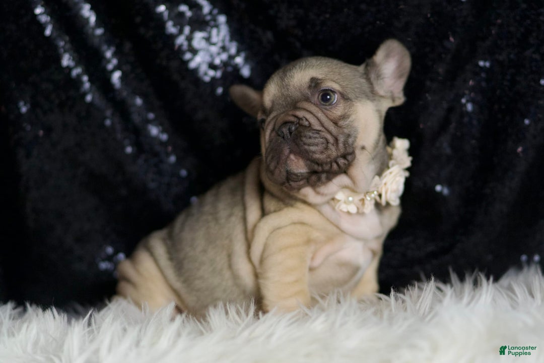 French Bulldog dogs for sale: Almond - Image 6