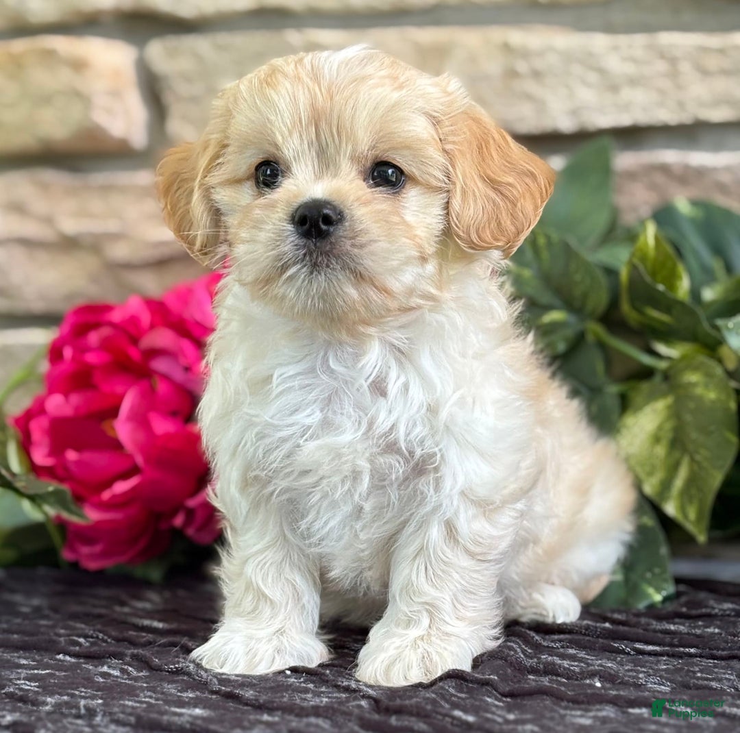 Cavalier King Charles Spaniel dogs for sale: Enzo - Image 7