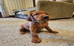 Irish Setter dogs for sale: Blake - Image 2