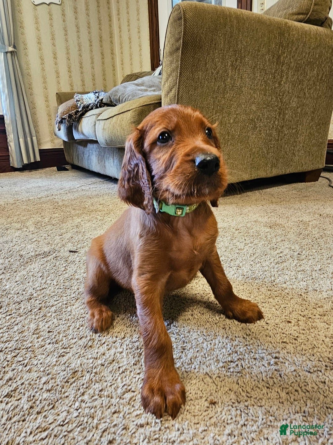 Irish Setter dogs for sale: Blake - Image 2