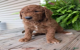Goldendoodle dogs for sale: Cash - Image 6