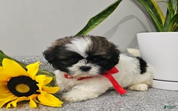 Shih Tzu dogs for sale: Charming Chase ❤️ - Image 5