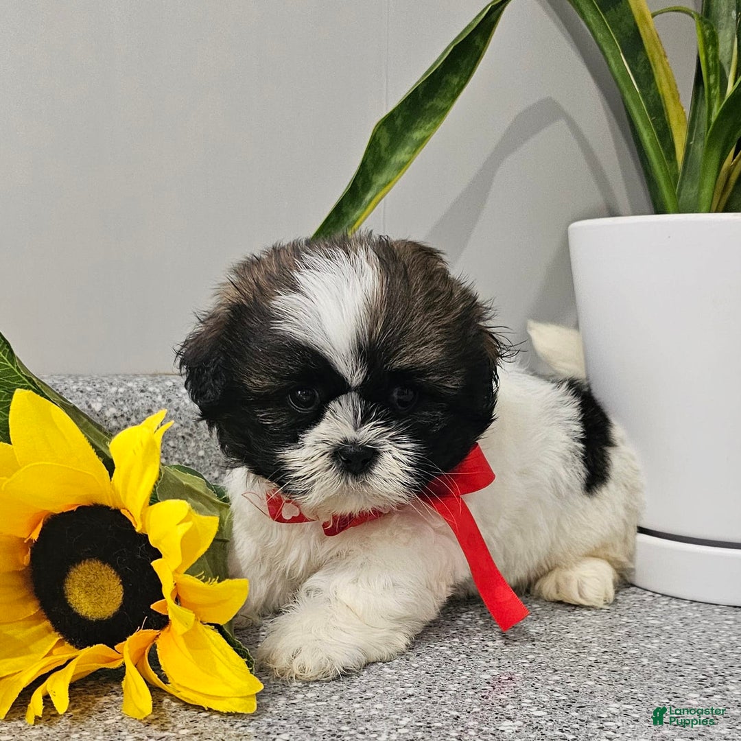 Shih Tzu dogs for sale: Charming Chase ❤️ - Image 5