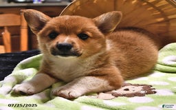 Welsh Corgi Pembroke dogs for sale: Tad - Image 9