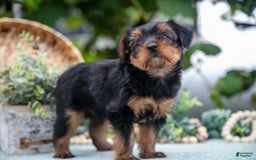 Shorkie dogs for sale: Hiccup - Image 1