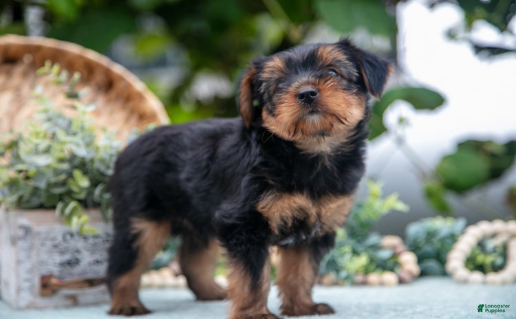 Shorkie dogs for sale - Ad 2
