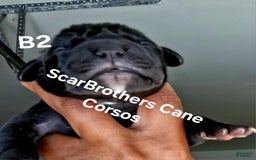 Cane Corso dogs for sale: Black - Image 9