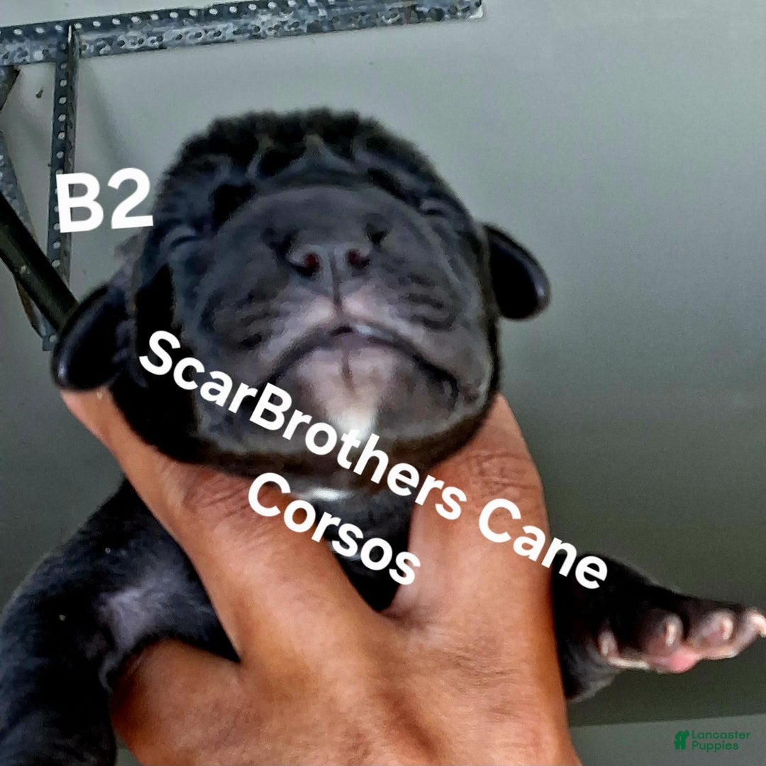 Cane Corso dogs for sale: Black - Image 9