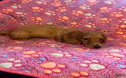 Miniature Dachshund dogs for sale: Clementine - Image 2