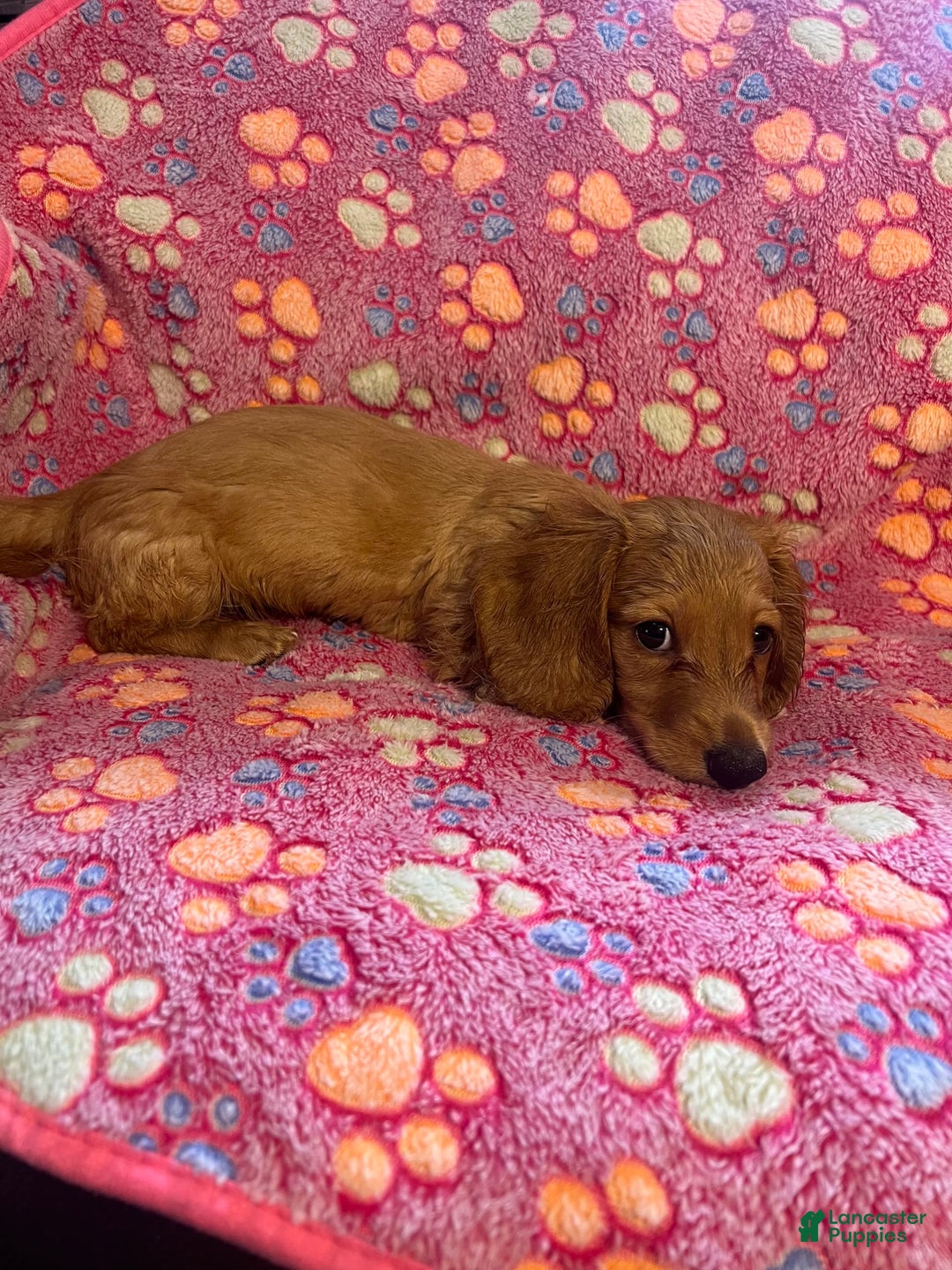 Miniature Dachshund dogs for sale: Clementine - Image 2