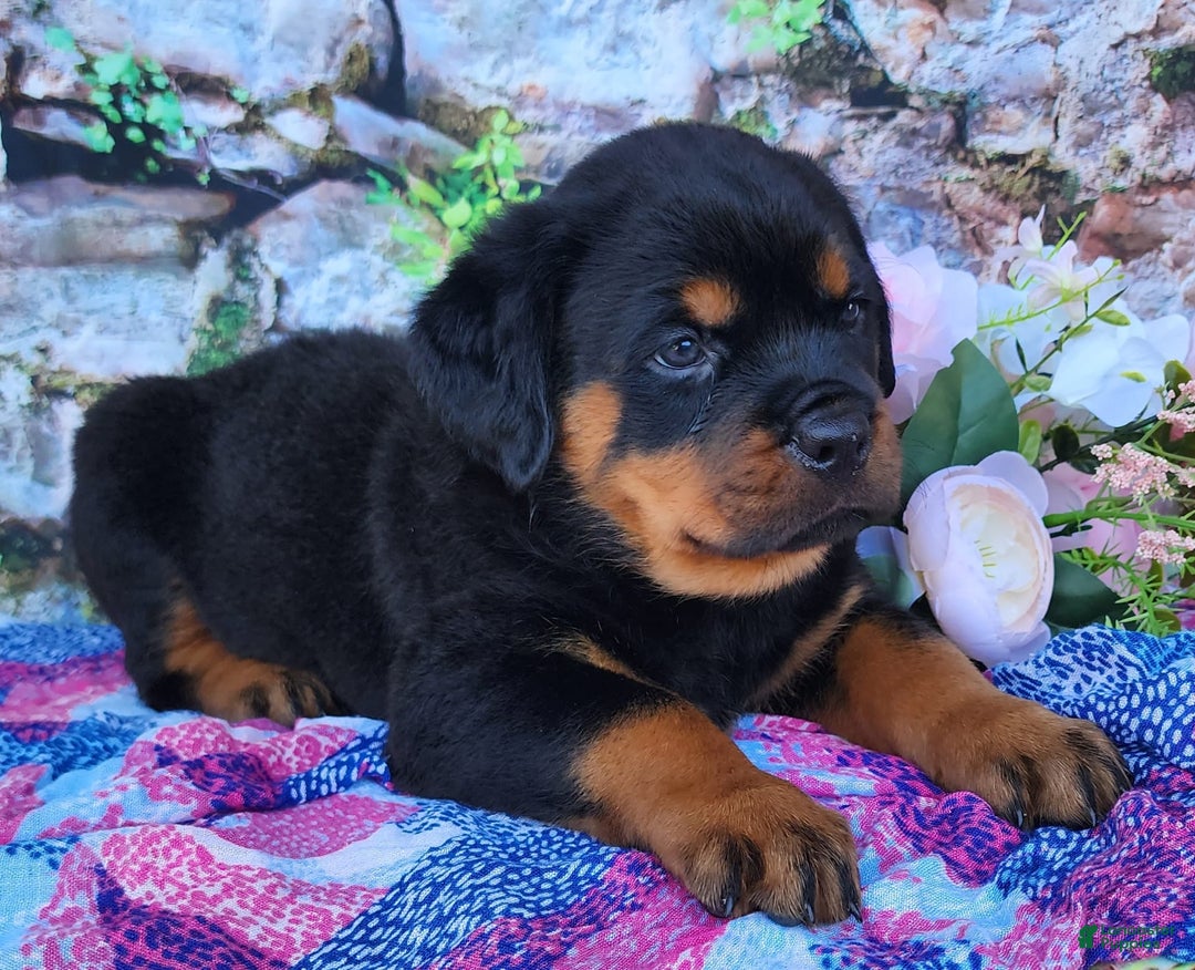 Rottweiler dogs for sale: Rottweiler 3 puppies - Image 2