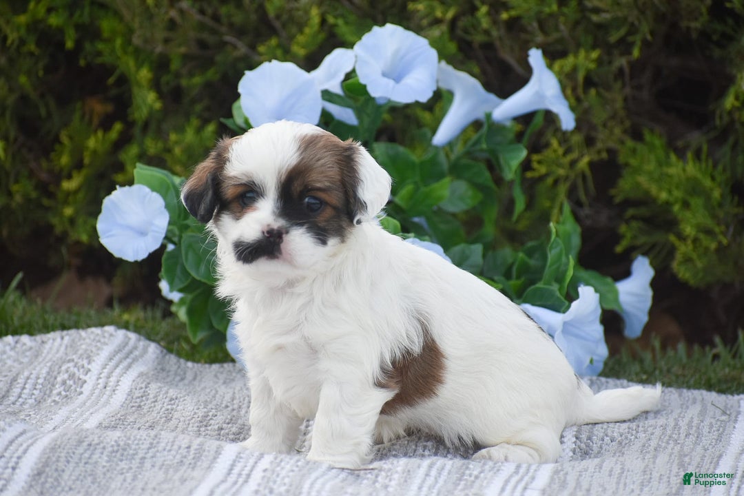 Cavapoo dogs for sale: Megan - Image 1