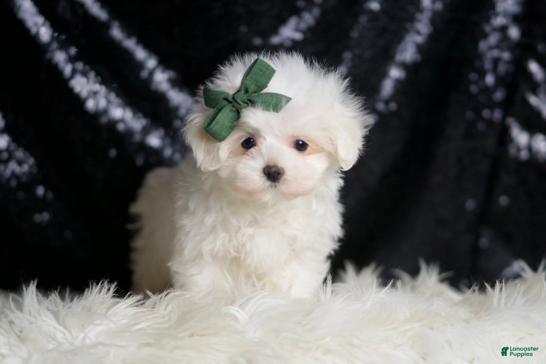 Maltese dogs for sale: Lil Casper - Image 5