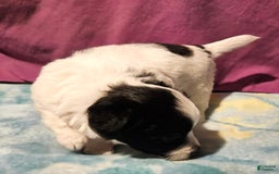 Chihuahua dogs for sale: Oscar - Image 9