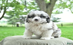 Mini Aussiedoodle dogs for sale: Atlas - Image 7