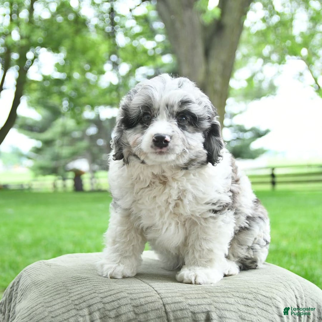 Mini Aussiedoodle dogs for sale: Atlas - Image 7