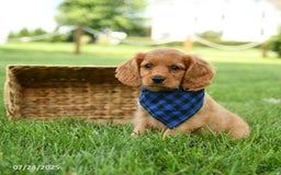 Miniature Golden Retriever dogs for sale: Cove - Image 3