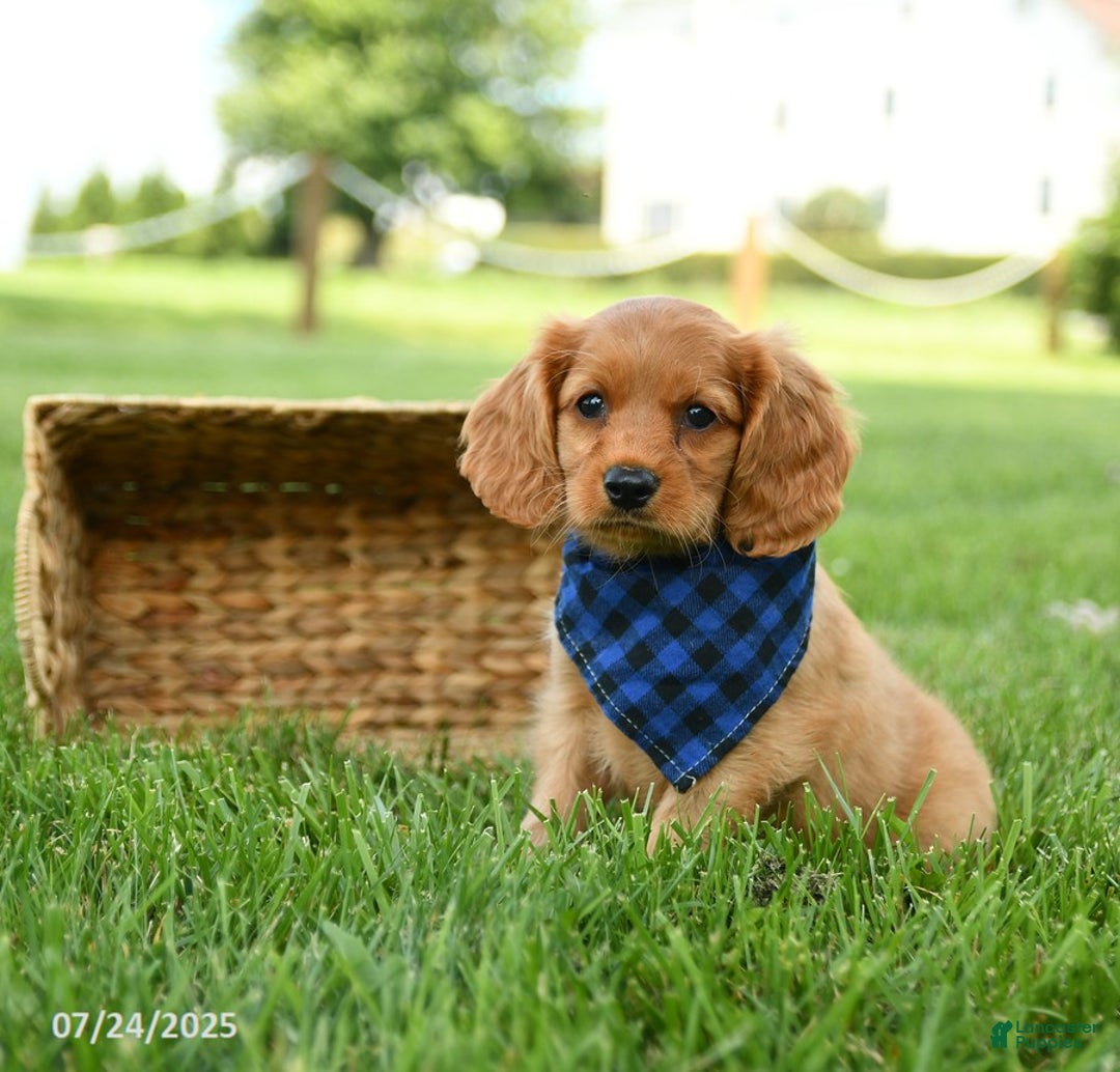 Miniature Golden Retriever dogs for sale: Cove - Image 3