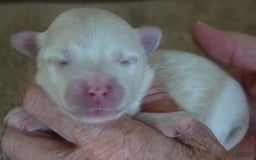 Maltese dogs for sale: Tessa - Image 11