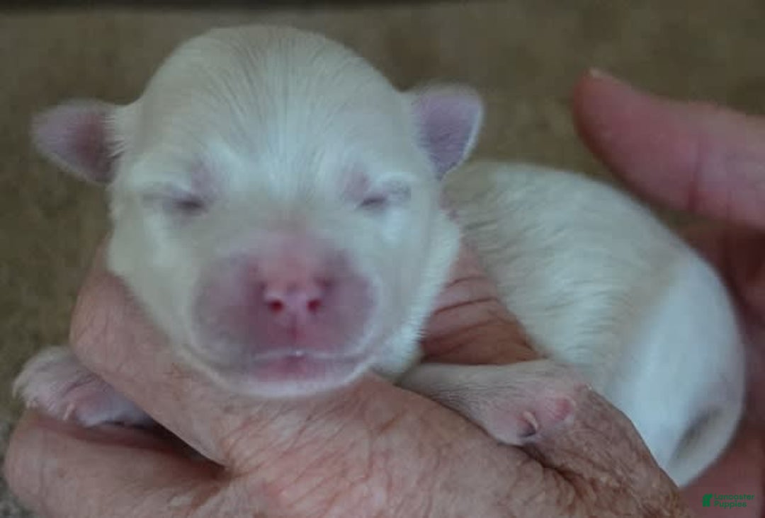 Maltese dogs for sale: Tessa - Image 11